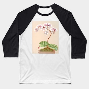 Phalaenopsis schilleriana - botanical illustration Baseball T-Shirt